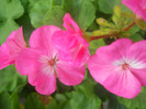 DSCN3437