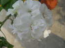 DSCN3438