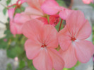 DSCN3439