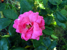 Pink Traumland
