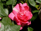 Pink Traumland