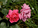 Pink Traumland