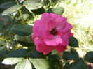 Pink Traumland