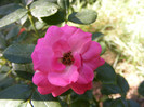 Pink Traumland