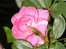 Pink Traumland