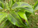 Ficus benjamina Variegata (2012, Sep.16)