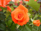 Rose Monica (2012, September 14)