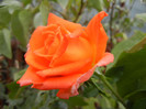 Rose Monica (2012, September 14)