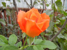 Rose Monica (2012, September 14)