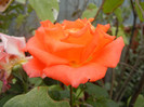 Rose Monica (2012, September 14)