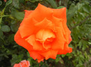 Rose Monica (2012, September 14)