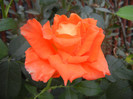 Rose Monica (2012, September 14)