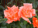 Rose Monica (2012, September 14)