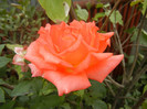Rose Monica (2012, September 16)
