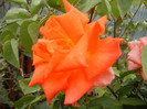 Rose Monica (2012, September 16)