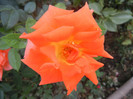 Rose Monica (2012, September 16)
