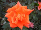 Rose Monica (2012, September 16)