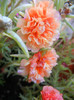 Portulaca grandiflora (2012, Sep.05)