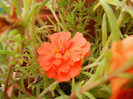 Portulaca grandiflora (2012, Sep.09)