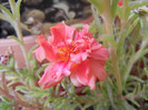 Portulaca grandiflora (2012, Sep.09)