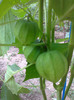 TOMATILLO GREEN
