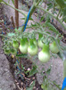 YELLOW PEAR