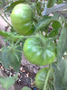 BLACK KRIM