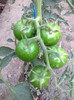 BLACK KUMATO