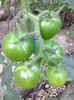 BLACK KUMATO
