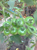 CHERRY GRANDE