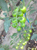 CHERRY BLACK GREEN STRIPES