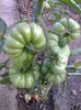 COSTOLUTO FIORENTINO