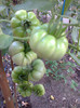 COSTOLUTO FIORENTINO