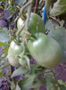 PURPLE RUSIAN