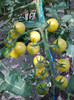 CHERRY YELLOW