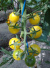 CHERRY YELLOW