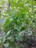 TOMATILLO PURPLE