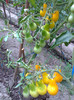 YELLOW PEAR