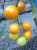 GOLDENE KONIGIN