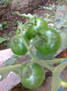 BLACK KUMATO