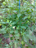 TOMATILLO GREEN