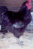black_jersey_giant_rooster