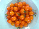 GOLD PEPITA
