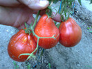 RED TRUFLE