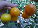 GOLDENE KONIGIN