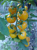 GOLDENE KONIGIN