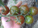 BLACK KUMATO