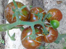 BLACK KUMATO