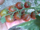BLACK KUMATO