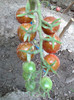 BLACK KUMATO